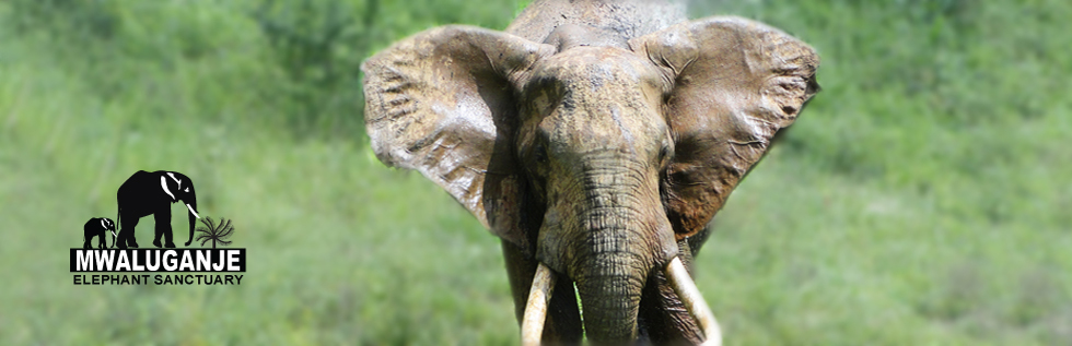 Elephant Sanctuary Banner